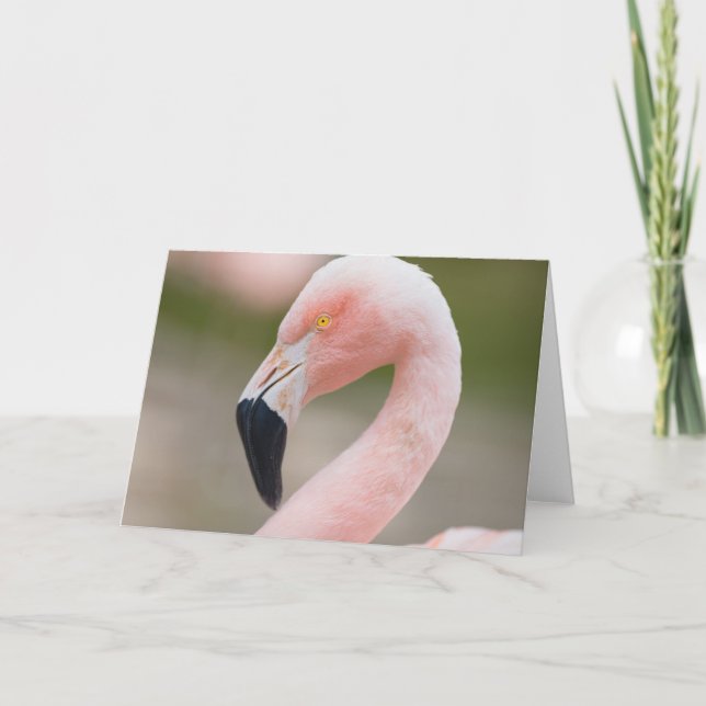 Cartão ascendente próximo do flamingo (Frente)