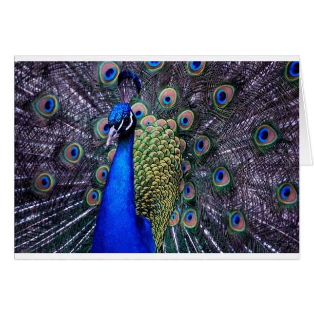 Cartão Ascendente próximo do pavão (Frente Horizontal)