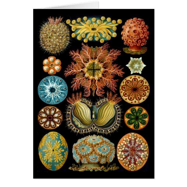 Cartão Ascidiacea (Frente)