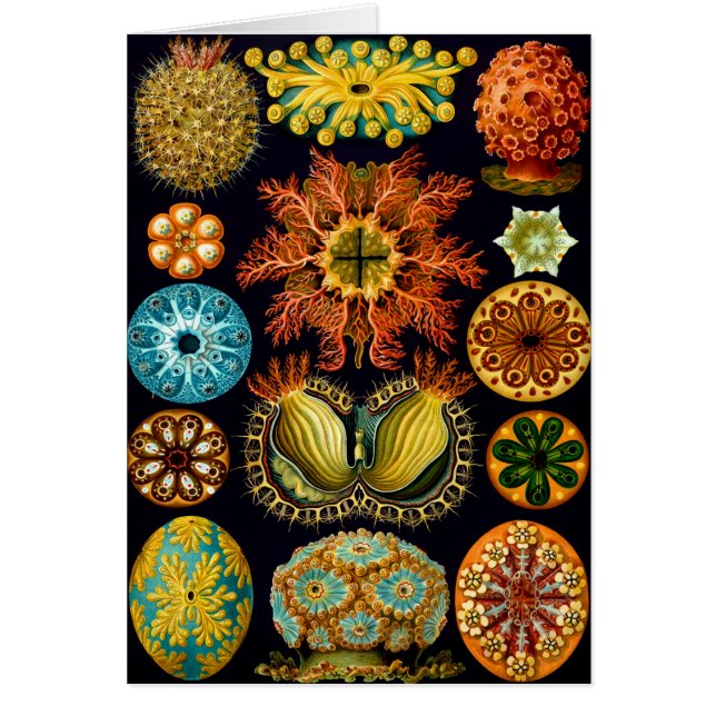 Cartão Ascidiacea (Sea Squirts), Ernst Haeckel Belas Arte (Frente)