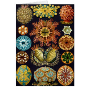 Cartão Ascidiae por Ernst Haeckel, Animais Marinhos Antig