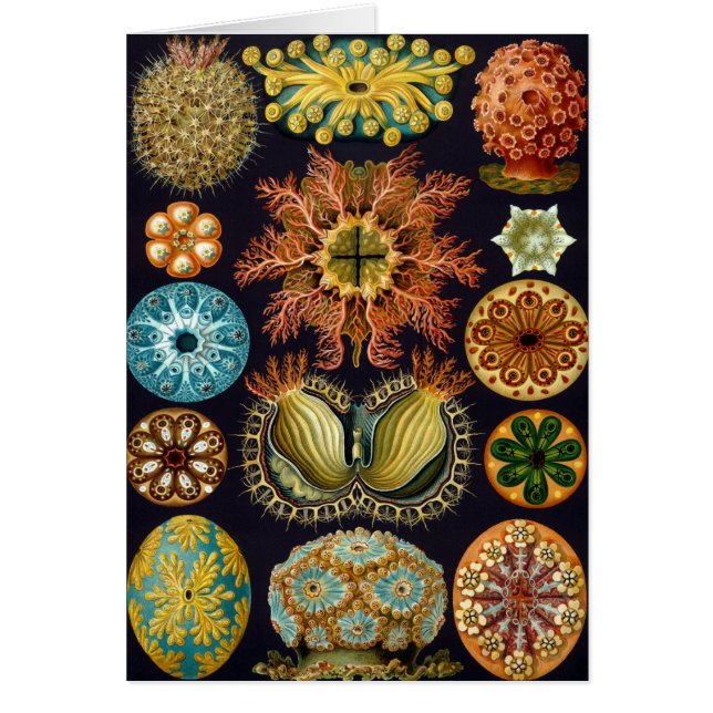 Cartão Ascidiae por Ernst Haeckel, Animais Marinhos Vinta (Frente)