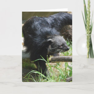 Cartão Asian Bearcat Greeting Card