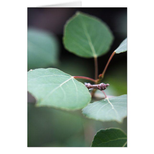 Cartão Aspen Fechar (Frente)