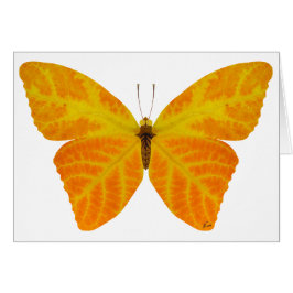 Cartão Aspen Leaf Butterfly 3