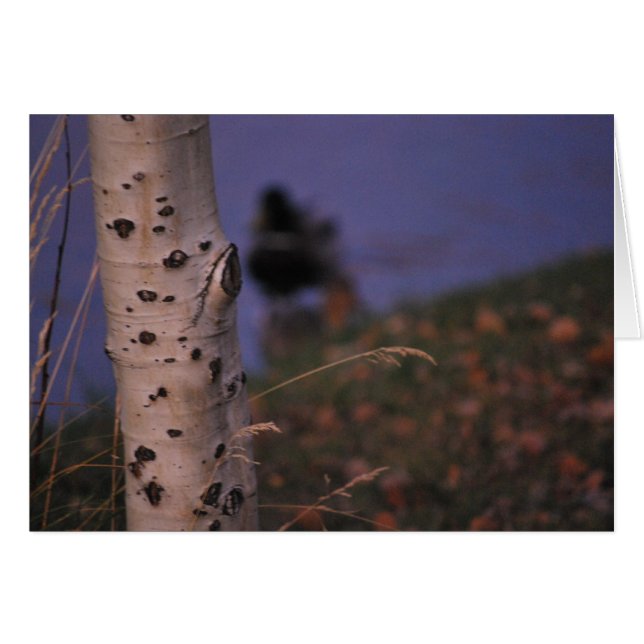 Cartão Aspen na Primavera (Frente Horizontal)