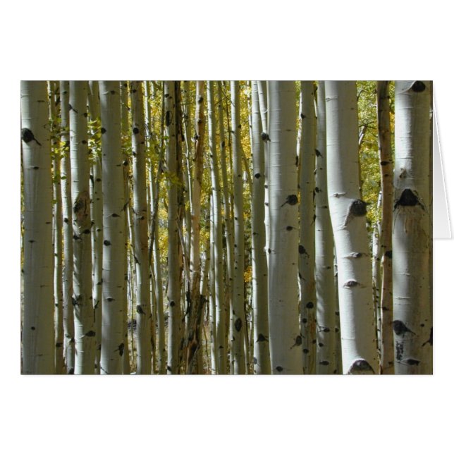 Cartão Aspen Trunks II Card (Frente Horizontal)