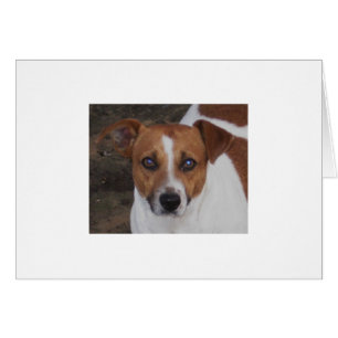 Cartão Assassino de A.H. Airheart, de Jack Russell, de