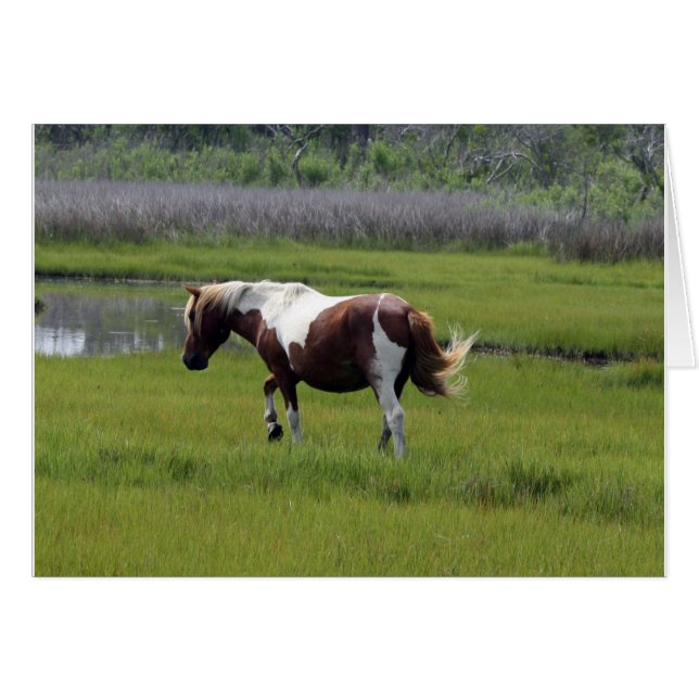 Cartão Assateague Wild Horse (Frente Horizontal)