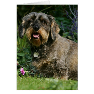 Cartão assento padrão Fio-de cabelo do Dachshund