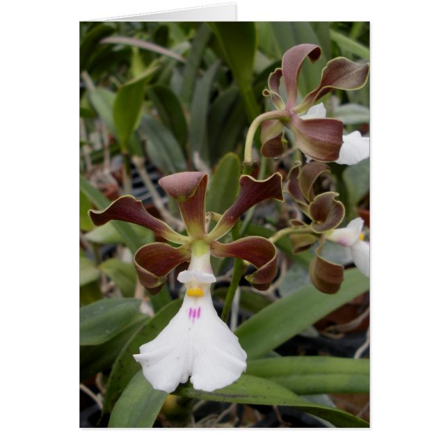 Cartão Assistente (Frente)