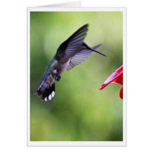 Cartão Assistente de Bebê Hummingbird