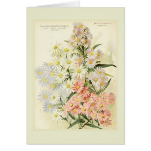 Cartão Ásteres (margarida de Michaelmas)