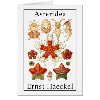 Cartão Asteridea por Ernst Haeckel