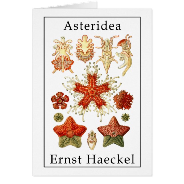 Cartão Asteridea por Ernst Haeckel (Frente)