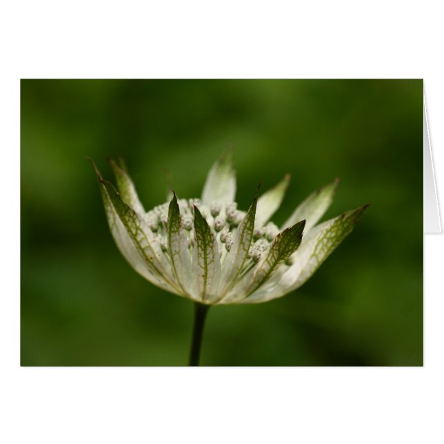 Cartão Astrantia (Frente Horizontal)