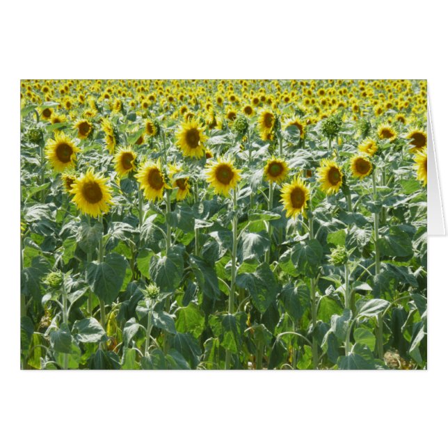 Cartão Atenção (Frente Horizontal)