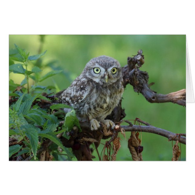 Cartão Athene noctua (Frente horizontal)