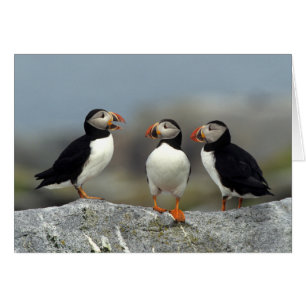 Cartão Atlantic Puffin Group
