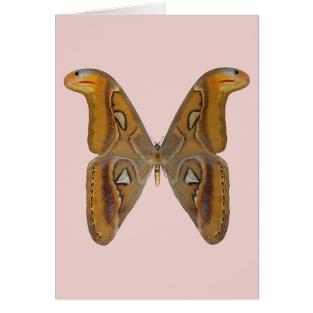 Cartão Atlas Moth (Frente)