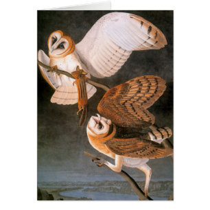 Cartão Audubon: Barn Owl
