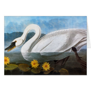 Cartão Audubon: Cisne comum