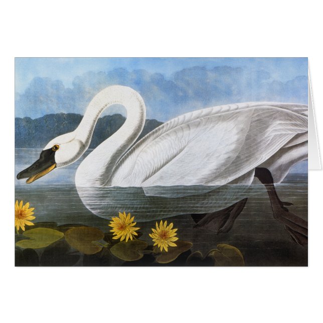 Cartão Audubon: Cisne Comum (Frente horizontal)