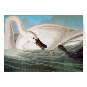 Cartão Audubon: Cisne de trompetista