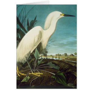 Cartão Audubon: Egret