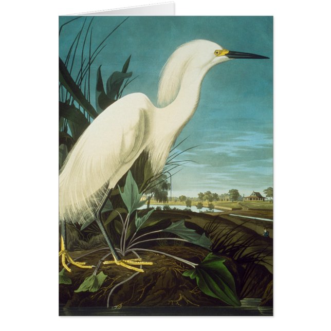 Cartão Audubon: Egret (Frente)