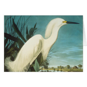 Cartão Audubon: Egret