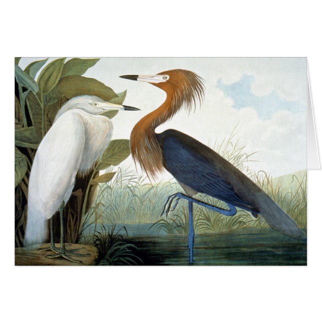 Cartão Audubon: Egret avermelhado ou garça-real roxa (Frente horizontal)