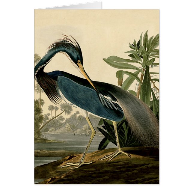 Cartão Audubon Garça da Louisiana Pássaros América Arte (Frente)