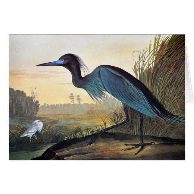 Cartão Audubon: Garça-real de azul pequeno (Frente horizontal)