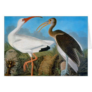 Cartão Audubon: Íbis brancos