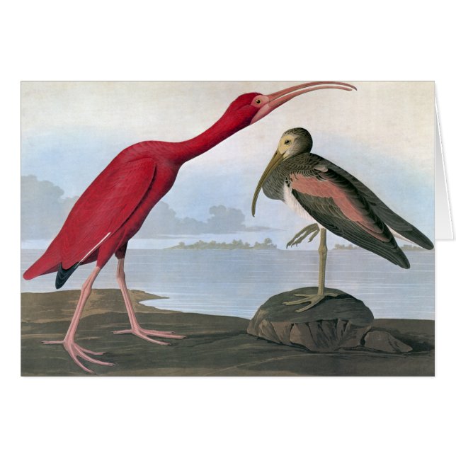 Cartão Audubon: Ibis de escarlet (Frente horizontal)