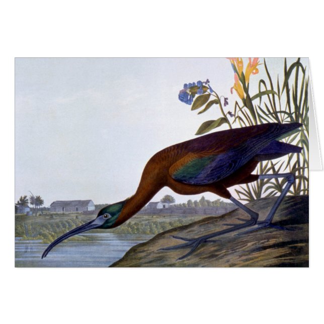 Cartão Audubon: Íbis lustrosos (Frente horizontal)