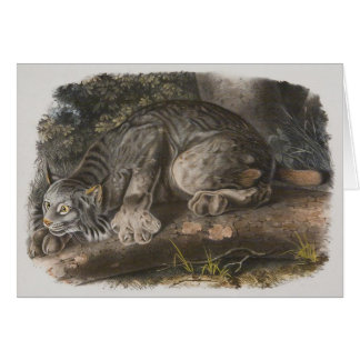 Cartão Audubon - lince canadense