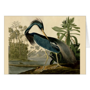 Cartão Audubon Louisiana Heron Birds América Art