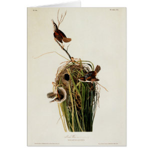 Cartão Audubon Marsh Wren Bird Art