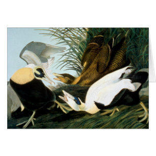 Cartão Audubon: Pato de êider