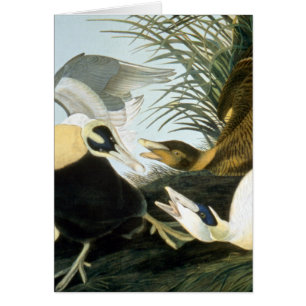 Cartão Audubon: Pato de êider