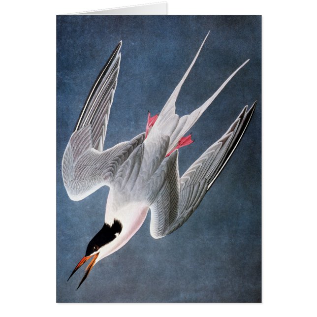 Cartão Audubon: Tern de Roseate (Frente)