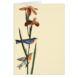 Cartão Audubon: Toutinegra