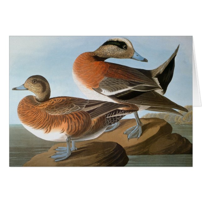 Cartão Audubon: Wigeon (Frente horizontal)