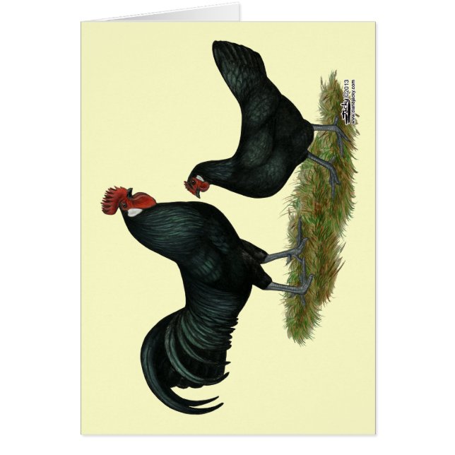 Cartão Augsburger Chickens (Frente)