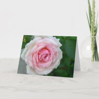 Cartão Aumentou (rosa - > inclinação branco)