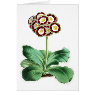 Cartão Aurícula, Peter Campbell