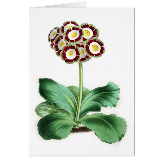 Cartão Aurícula, Peter Campbell (Frente)