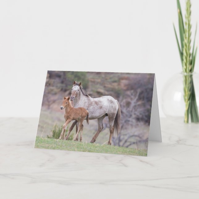 Cartão Aurora e Placa de Saudação de Galopagem para Liber (Frente)